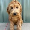 F1-B Mini Goldendoodle Puppy - Dino 12 F1-B mini goldendoodle puppy