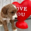 F1-B Mini Goldendoodle Puppy - Champ 13 F1-B Mini Goldendoodle puppy