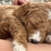 F1-B Mini Goldendoodle Puppy - Charger 11 F1-B Mini Goldendoodle puppy