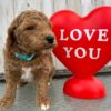 F1-B Mini Goldendoodle puppy