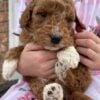 F1-B Mini Goldendoodle Puppy - Chino 13 F1-B Mini Goldendoodle puppy