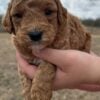 F1-B Mini Goldendoodle Puppy - Chip 13 F1-B Mini Goldendoodle puppy