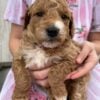 F1-B Mini Goldendoodle Puppy - Chizzy 13 F1-B Mini Goldendoodle puppy