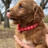 F1-B Mini Goldendoodle Puppy - Chuma 11 F1-B Mini Goldendoodle puppy
