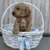 F1-B Mini Goldendoodle Puppy - Dash 11 F1-B mini goldendoodle puppy