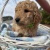 F1-B Mini Goldendoodle Puppy - Digger 13