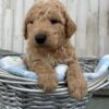 F1-B Mini Goldendoodle Puppy - Duke 11 F1B mini goldendoodle