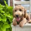 F1-B Mini Goldendoodle Puppy - Digger 1 F1-B Mini Goldendoodle puppy F1-B Mini Goldendoodle puppy