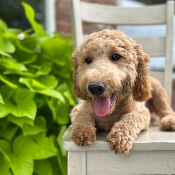F1-B Mini Goldendoodle Puppy - Digger