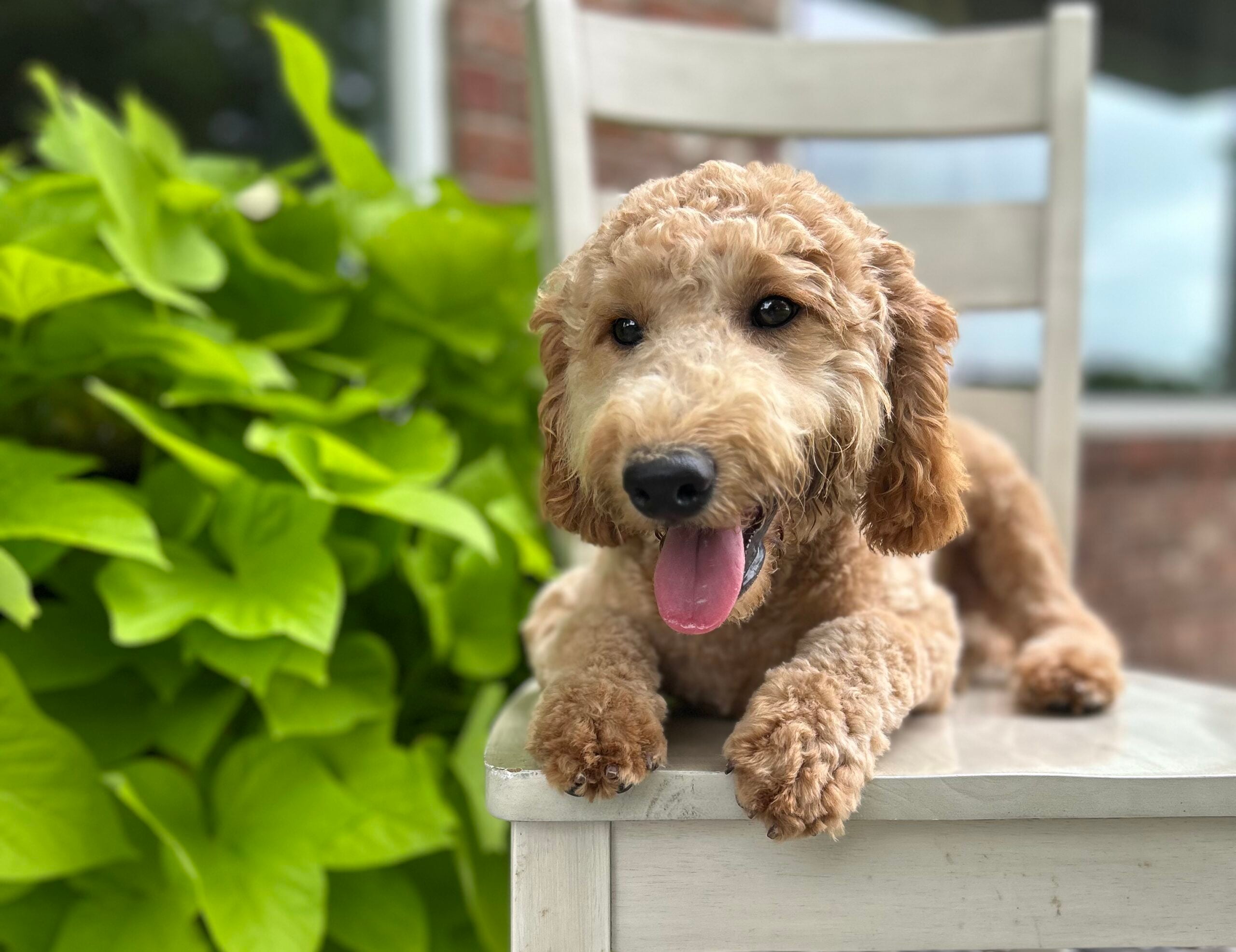 F1-B Mini Goldendoodle Puppy - Digger