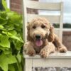 F1-B Mini Goldendoodle Puppy - Digger 19 F1-B Mini Goldendoodle puppy F1-B Mini Goldendoodle puppy