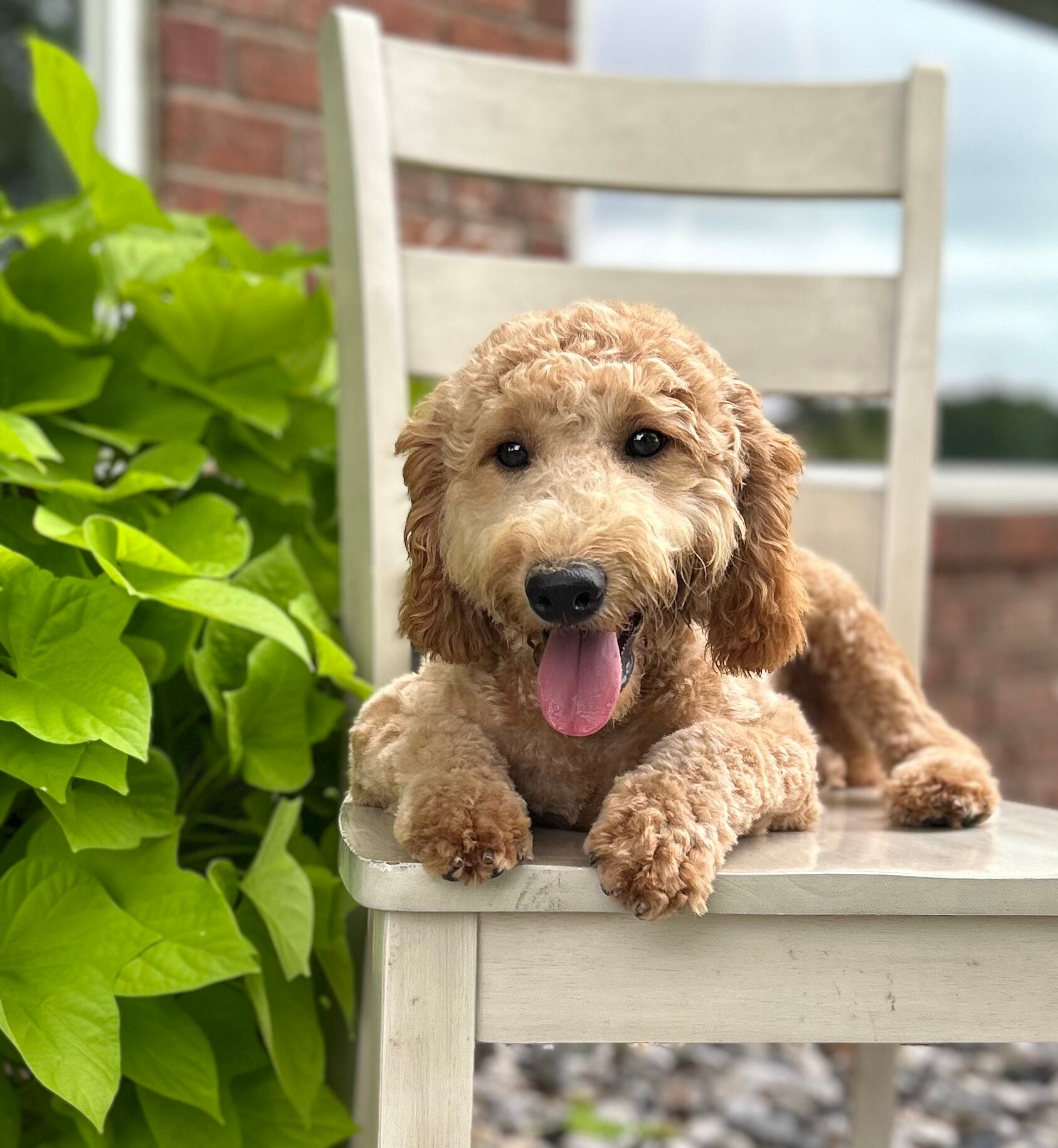 F1-B Mini Goldendoodle Puppy - Digger 11 F1-B Mini Goldendoodle puppy F1-B Mini Goldendoodle Puppy - Digger - Image 9