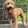 F1-B Mini Goldendoodle Puppy - Duke 17 F1-B Mini Goldendoodle puppy F1-B Mini Goldendoodle puppy