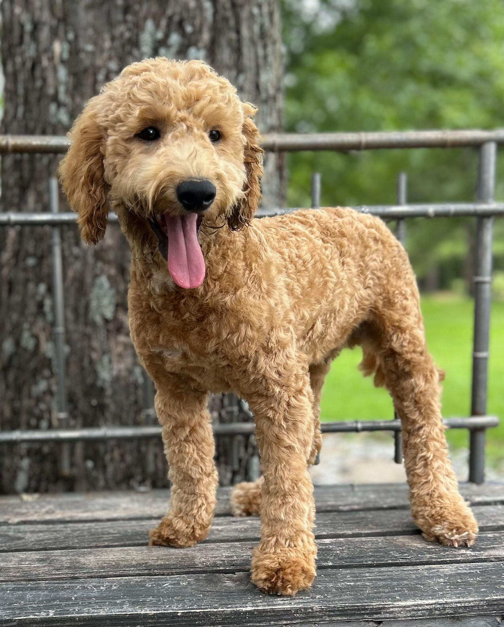 F1-B Mini Goldendoodle Puppy - Duke 9 F1-B Mini Goldendoodle puppy F1-B Mini Goldendoodle Puppy - Duke - Image 7