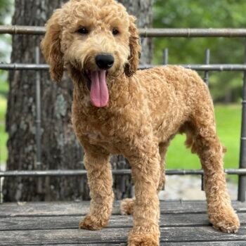 F1-B Mini Goldendoodle Puppy - Duke