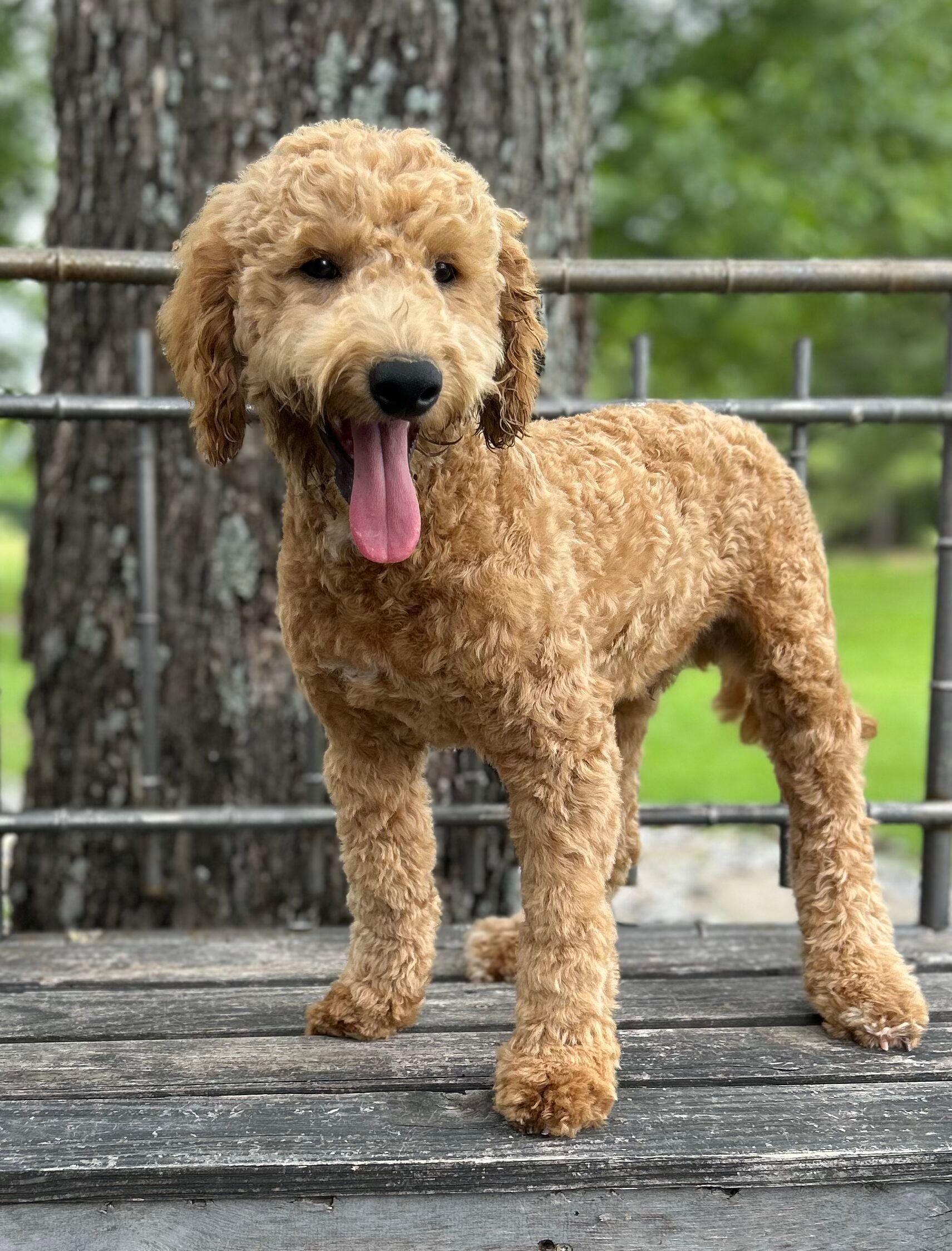 F1-B Mini Goldendoodle Puppy - Duke