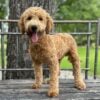 F1-B Mini Goldendoodle Puppy - Duke 19 F1-B Mini Goldendoodle puppy F1-B Mini Goldendoodle puppy