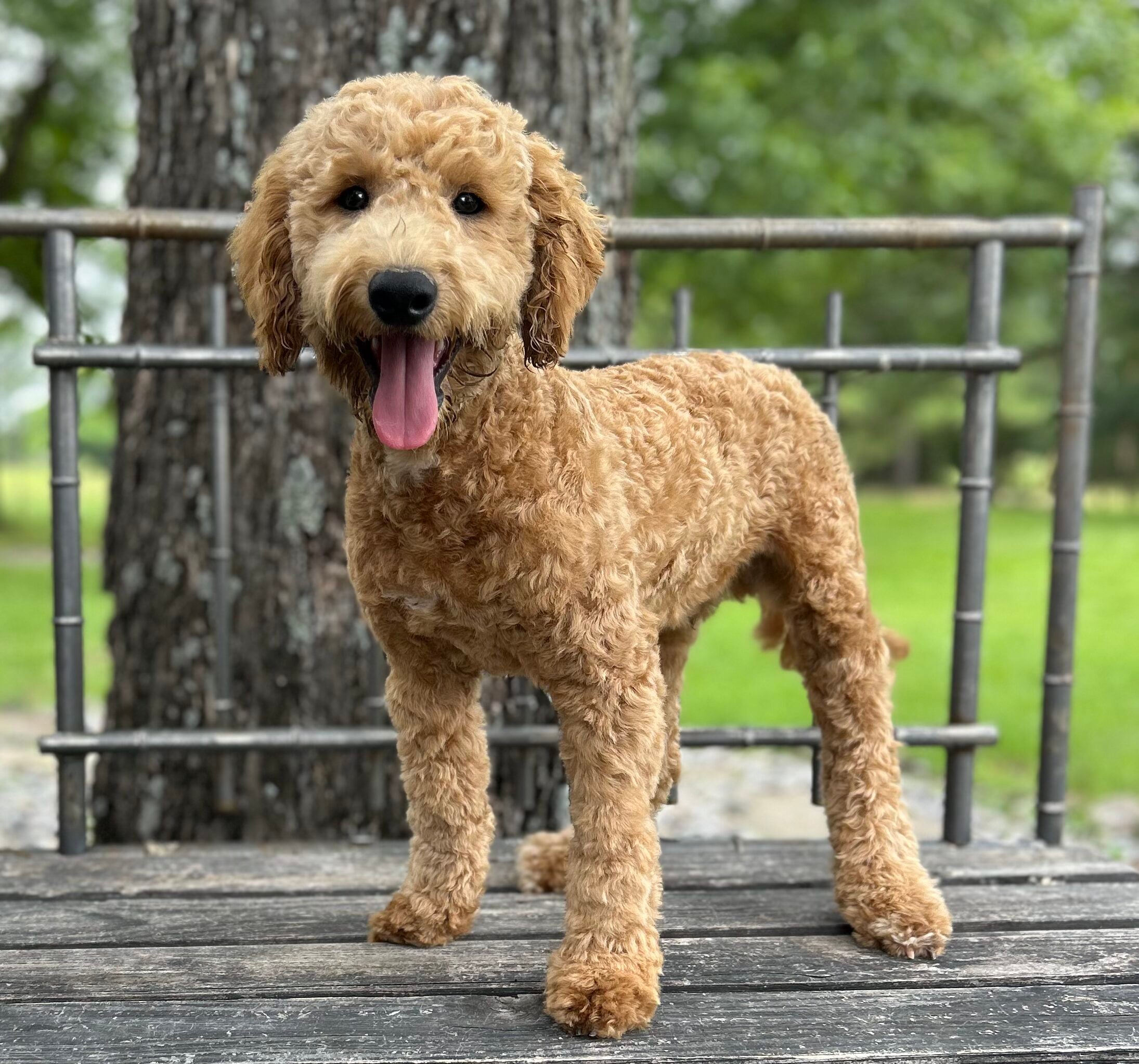 F1-B Mini Goldendoodle Puppy - Duke 11 F1-B Mini Goldendoodle puppy F1-B Mini Goldendoodle Puppy - Duke - Image 9