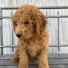 F1-B mini goldendoodle puppy