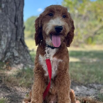 F1-B Mini Goldendoodle Puppy - Champ