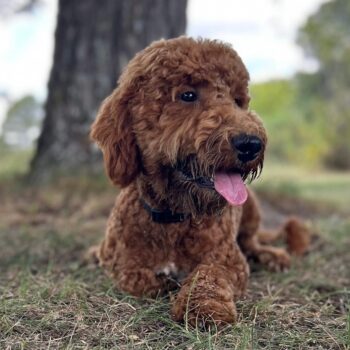 F1-B Mini Goldendoodle Puppy - Chip