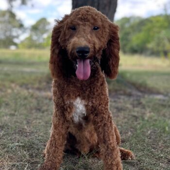 F1-B Mini Goldendoodle Puppy - Charlie