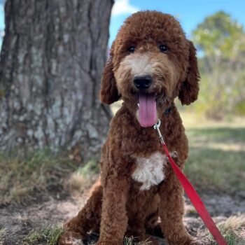 F1-B Mini Goldendoodle Puppy - Charger