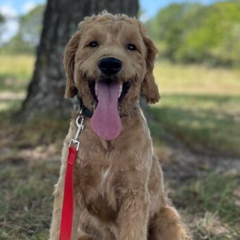 F1-B Mini Goldendoodle Puppy - Dash