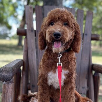F1-B Mini Goldendoodle Puppy - Chino