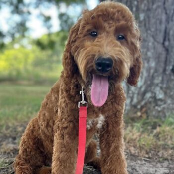 F1-B Mini Goldendoodle Puppy - Chuma