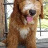 F1-B Mini Goldendoodle Puppy - Champ 1 mini goldendoodle puppy