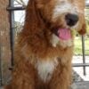 F1-B Mini Goldendoodle Puppy - Champ 10 mini goldendoodle puppy