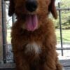 F1-B Mini Goldendoodle Puppy - Charger 9 mini goldendoodle puppy