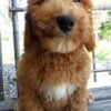 F1-B Mini Goldendoodle Puppy - Charlie 1 mini goldendoodle puppy