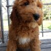 mini goldendoodle puppy