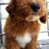 F1-B Mini Goldendoodle Puppy - Chino 10 mini goldendoodle puppy