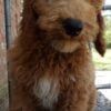 F1-B Mini Goldendoodle Puppy - Chip 10 mini goldendoodle puppy