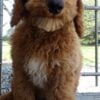 F1-B Mini Goldendoodle Puppy - Chip 2 mini goldendoodle puppy