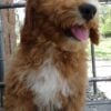 F1-B Mini Goldendoodle Puppy - Chizzy 10 mini goldendoodle puppy