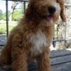 mini goldendoodle puppy