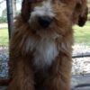 mini goldendoodle puppy