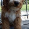 F1-B Mini Goldendoodle Puppy - Chuma 9 mini goldendoodle puppy