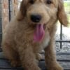 mini goldendoodle puppy
