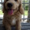 F1-B Mini Goldendoodle Puppy - Dash 9 mini goldendoodle puppy