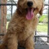 F1-B Mini Goldendoodle Puppy - Digger 10 mini goldendoodle puppy