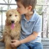 F1-B Mini Goldendoodle Puppy - Digger 11 mini goldendoodle puppy