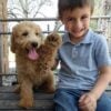 F1-B Mini Goldendoodle Puppy - Digger 1 mini goldendoodle puppy