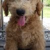 F1-B Mini Goldendoodle Puppy - Duke 1 mini goldendoodle puppy