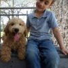 F1-B Mini Goldendoodle Puppy - Duke 9 mini goldendoodle puppy