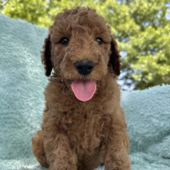 F1-B Mini Goldendoodle Puppy - Bambi
